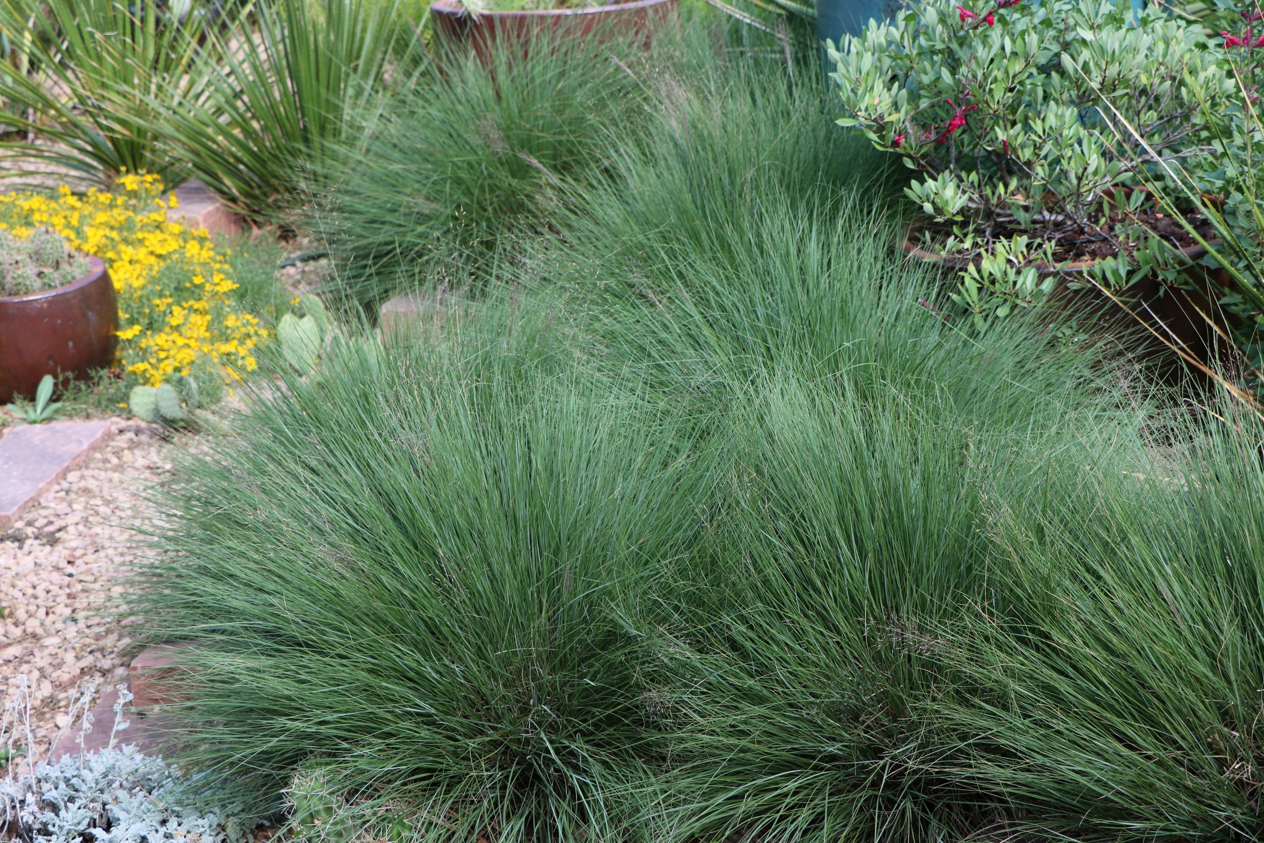 Undaunted Ruby Muhly